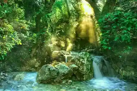 Radio Art - Nature logo